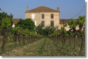 Vineyard